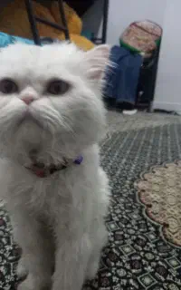 گربه گمشده