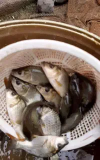 بچه ماهی کپور امور