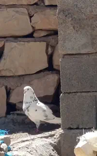 گم شده