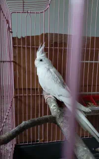 عروس هلندی سفید