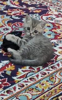 گربه بریتیش