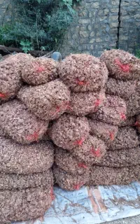 پیاز قاعنات  اعلا