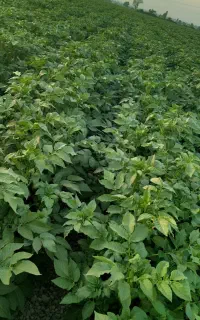 کارگرکشاورزی