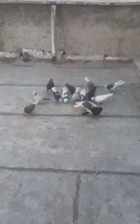 کبوتر