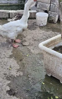 غاز خالماگوری