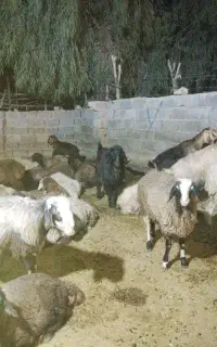 چپش