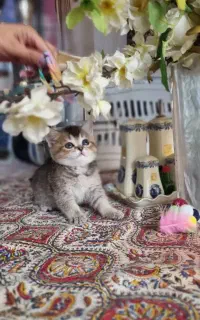 بریتیش های خالص بلک گلدن اصالت بالا