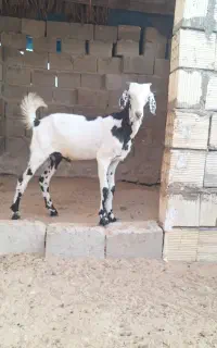 نری شهری کوچک