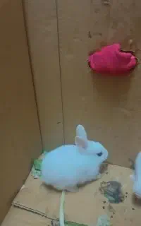 خرگوش سفید برفی