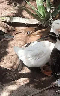 فروش