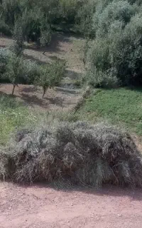 علف