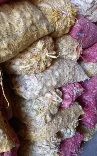 سیر تور وسبد به صورت کلی وجزئی