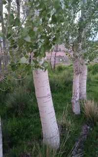 درخت راجی 4عدرخت صنعتی 2عدد بفرس میرسد