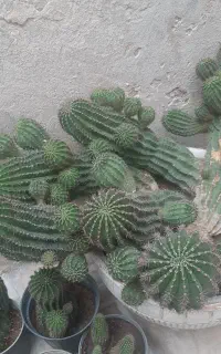 گل کاکتوس