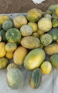 خربزه محلی تازه و درجه یک