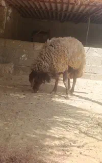 قوچ همو
