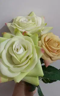 ۳ عدد شاخه گل رز