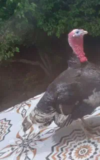 یک عدد بوقلمون نر به فروش میرسد