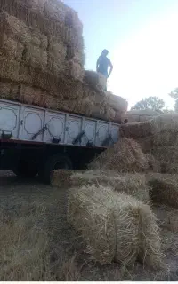 کاه پرس گندم