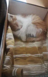 بچه گربه نیاز ب حامی