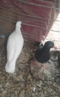کبوتر