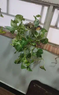 فروش گیاه پتوس