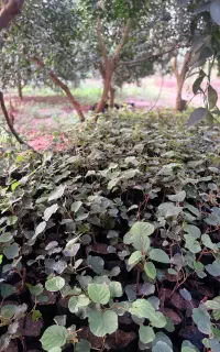 نهال کیوی هایوارد سیخی