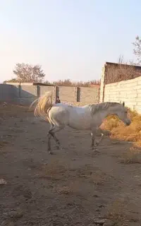 اسب کرد