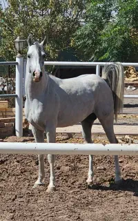 اسب عرب دوسرمصری