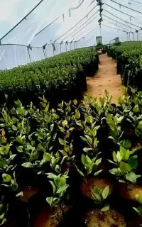 نهال پسته امسالی درجه یک آماده کاشت