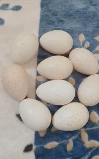 تخم اردک و بوقلمون تازه نطفه دار