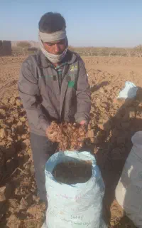 پیاز زعفران