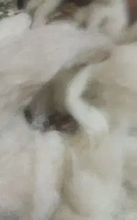 8 کیلو پشم گوسفند شسته شده