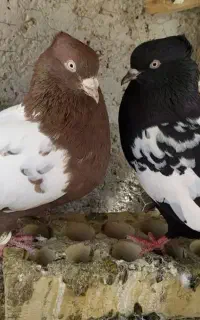 کبوتر سینه کله شهری