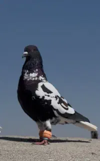 کفتر ابلغ . پلنگ