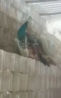 طاووس ماده خشگل