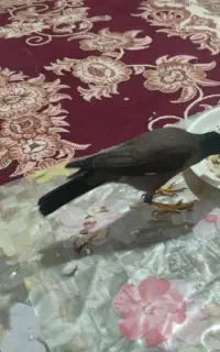 مینا بازیگوش نر یه ساله