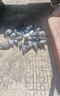 کبوتر پاپر