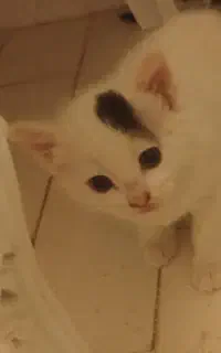 رایگان به شرط عکس و فیلم