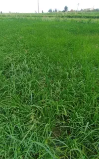 برنج هاشمی درجه یک