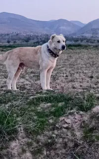 سگ گوسفندی