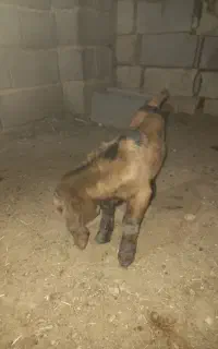 کهره نر