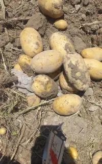 سیب زمینی تازه