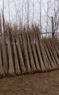 نهال صنوبر دلتدئوس دارچینی