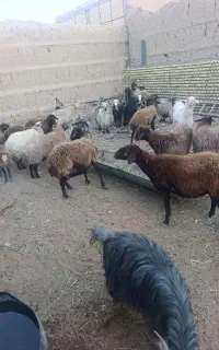 باسلام و ارادت