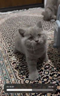 گربه اصیل