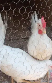 دو عدد مرغ و خروس ماشینی