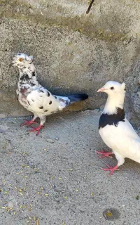 دو تا کبوتر  به فروش می‌رسد کسی خریداره