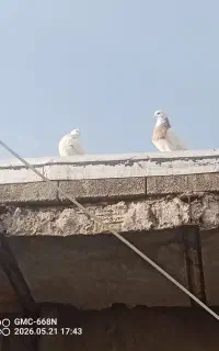 کفتر سرحال