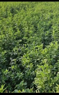 یونجه خرمنکوب